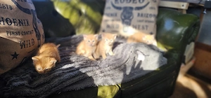 Ragdoll Bkh Mix kitten 