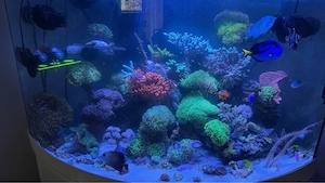    meerwasser Große Euphyllia (grün, mehrere Köpfe)