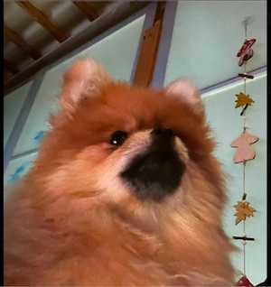 Pomeranian Zwergspitz Hündin abzugeben