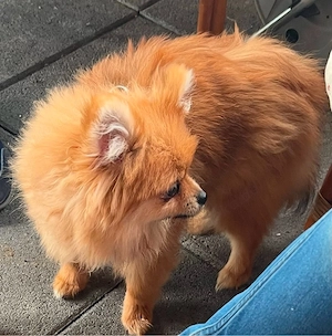 Pomeranian Zwergspitz Hündin abzugeben