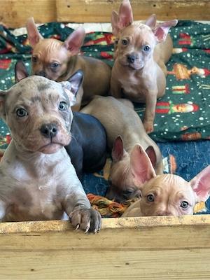 American Pocket Bully welpen 8 wochen