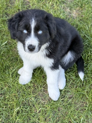 Border Collie - Australian Shepherd Welpen