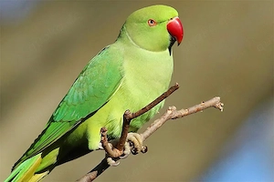 Suche eien weiblichen Halsbandsittich