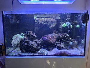 Meerwasseraquarium komplett Auflösung 