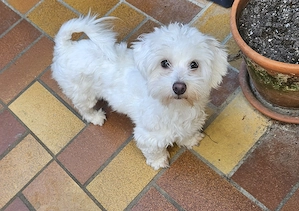 Hündin Lucy sucht neue Zuhause 