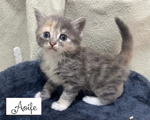 Traumhafte Ekh Maine Coon Mix Kitten suchen verantwortungsvolle Familien