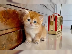 Wunderschöne BKH Kitten mit Stammbaum 