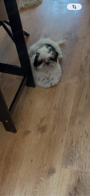 Shih tzu welpen nur noch eins Jungs 3 Monate alt 