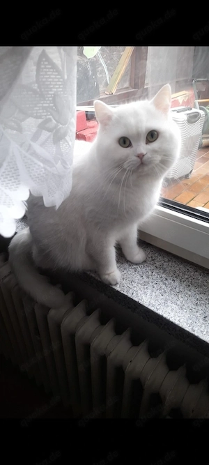 Bkh deckkater  Bild 3