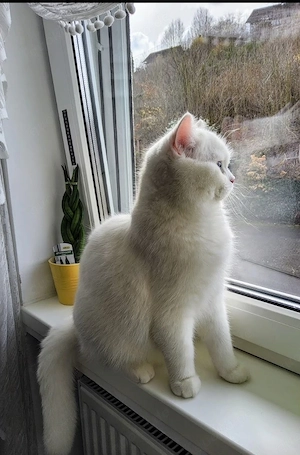 Bkh deckkater  Bild 2