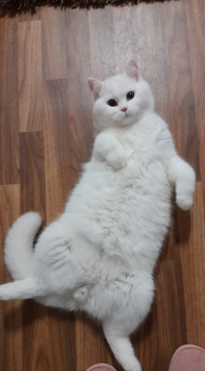 Bkh deckkater  Bild 4