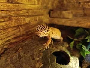 Leopardgecko Weibchen ca 4 Jahre alt