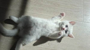 Reinrassige BKH Weiblich