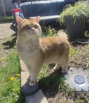 Deckkater BKH Black Golden Shell 