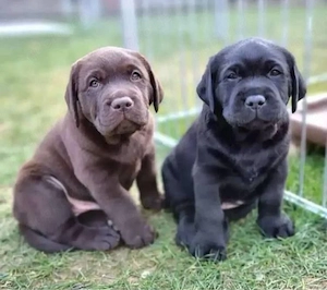 Labrador Retriever welpen