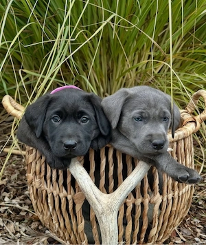 Labrador Retriever welpen