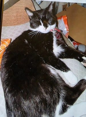 ca 3 jährige Kätzin 