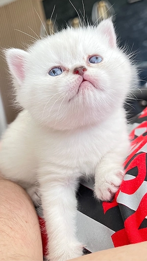 Reinrassige BKH Kitten, Kätzchen. Abgabe ab 18.06.2026