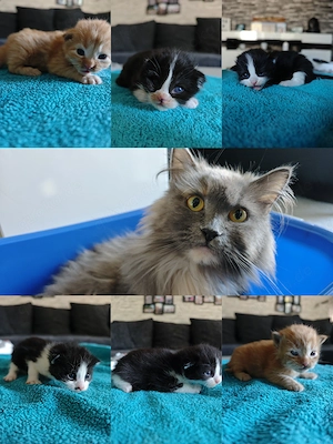 Main Coon Ragdollmix Kitten 