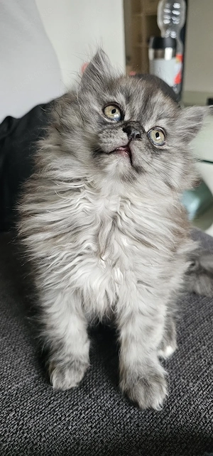 Reinrassige Perserkatzen suchen ein neues Zuhause für eine nette Familie