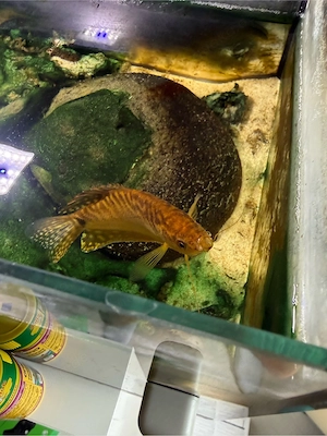 Aquarium Gelber Fadenfisch wunderschön zu verschenken