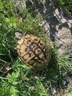 Grichische Landschildkröte 