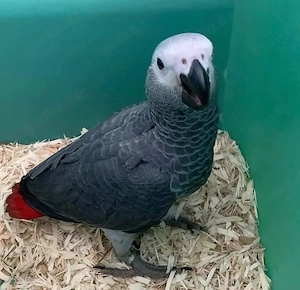 Niedliche Graupapageien-Babys