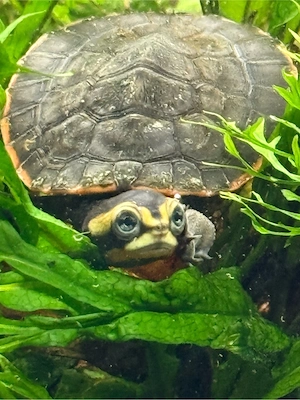 Aquarium Wasserschildgröte Rotbauchspitzkopf