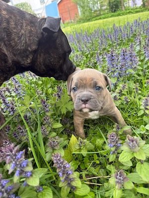 Oldenglish bulldog Welpen 