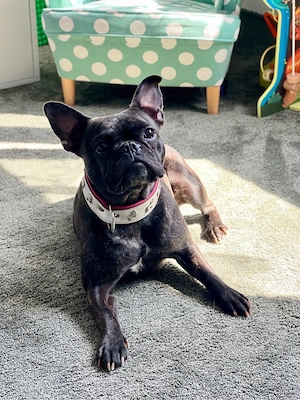 French Bully Mädchen sucht tolles zuhause 