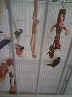 Kanarienvogelpärchen