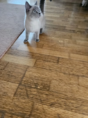 BKH Kater 10 Monate Jung