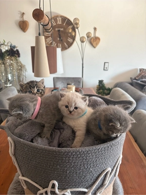 Britisch Langhaar Kitten abzugeben   