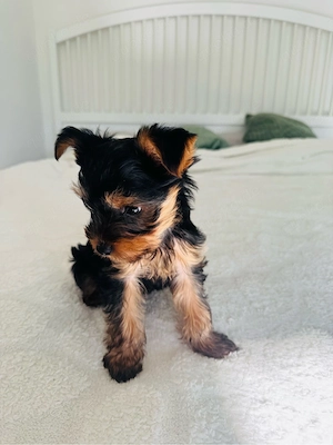 Mini Yorkshire Terrier Junge sucht liebevolles Zuhause