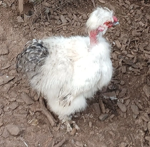 US Silkies, Showgirl, Eintagsküken, Bruteier, Zwerghühner 
