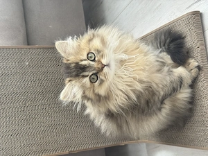 2 x BLH BHK Kitten Gold Shaded Brown