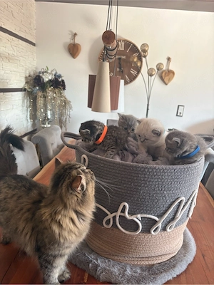 Britischkurz langhaar kitten abzugeben  