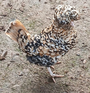 Zwerg Paduaner, Zwerghühner, Eintagsküken, Bruteier 