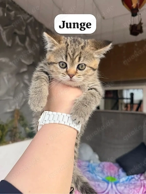 Wunderschöne Britisch Kurzhaar (BKH) Kätzchen