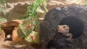 Leopardengeckos abzugeben