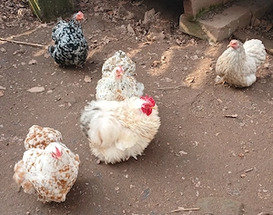 Zwerg Cochin, Zwerghühner, Eintagsküken, Bruteier 