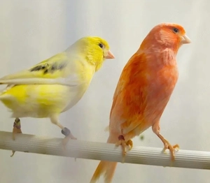 Suche Kanarien Hennen