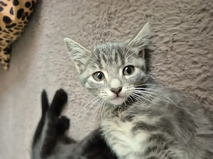 Persian toyger kittens