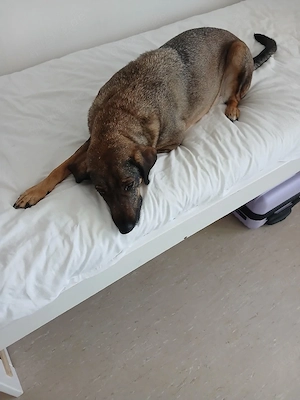 Mus meine hündin dringend verkaufe in gute hände