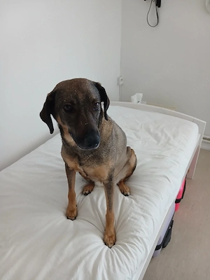 Mus meine hündin dringend verkaufe in gute hände