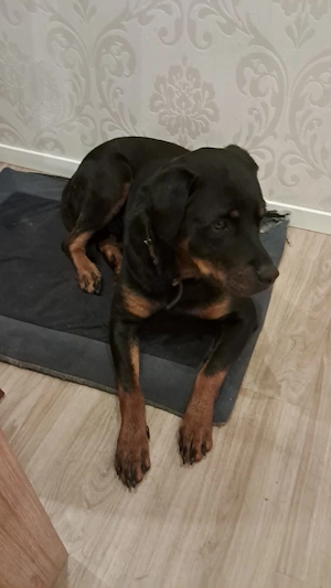 Rottweiler Hündin Molly sucht ein neues Zuhause :)