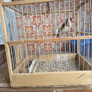 Stieglitzes  männlichen Sehr schön Single.