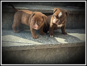 Old English Bulldog Welpen 