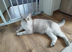 Wurfankündigung BKH Kitten