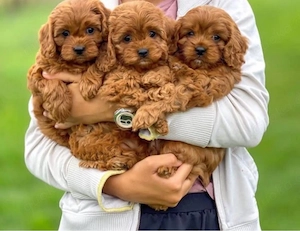 Maltipoo mini welpen